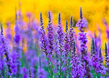 谍战类剧情向游戏《沉舟》Steam上线 发售日期待定